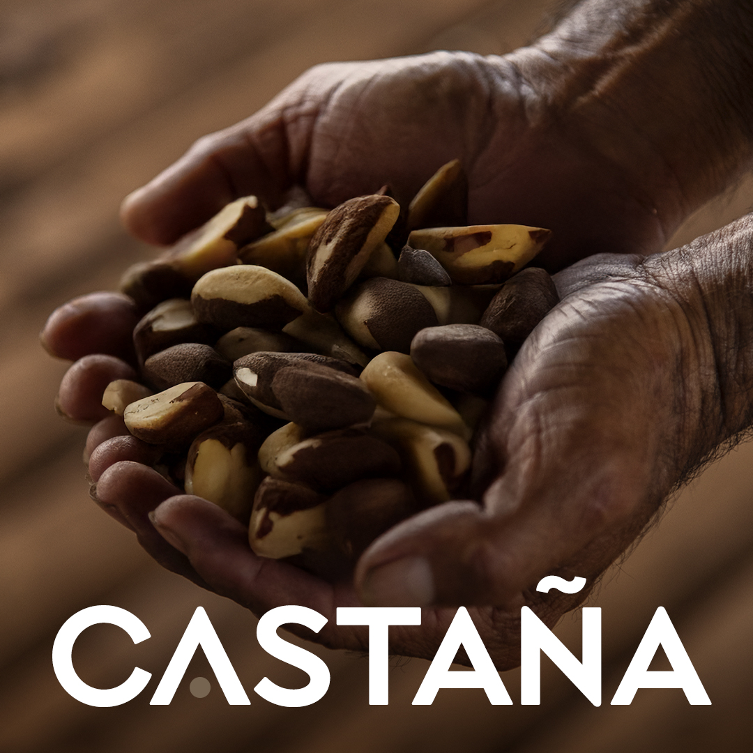 ¿Sabías que la castaña se... - Pando: Amazonía en Armonía | Facebook