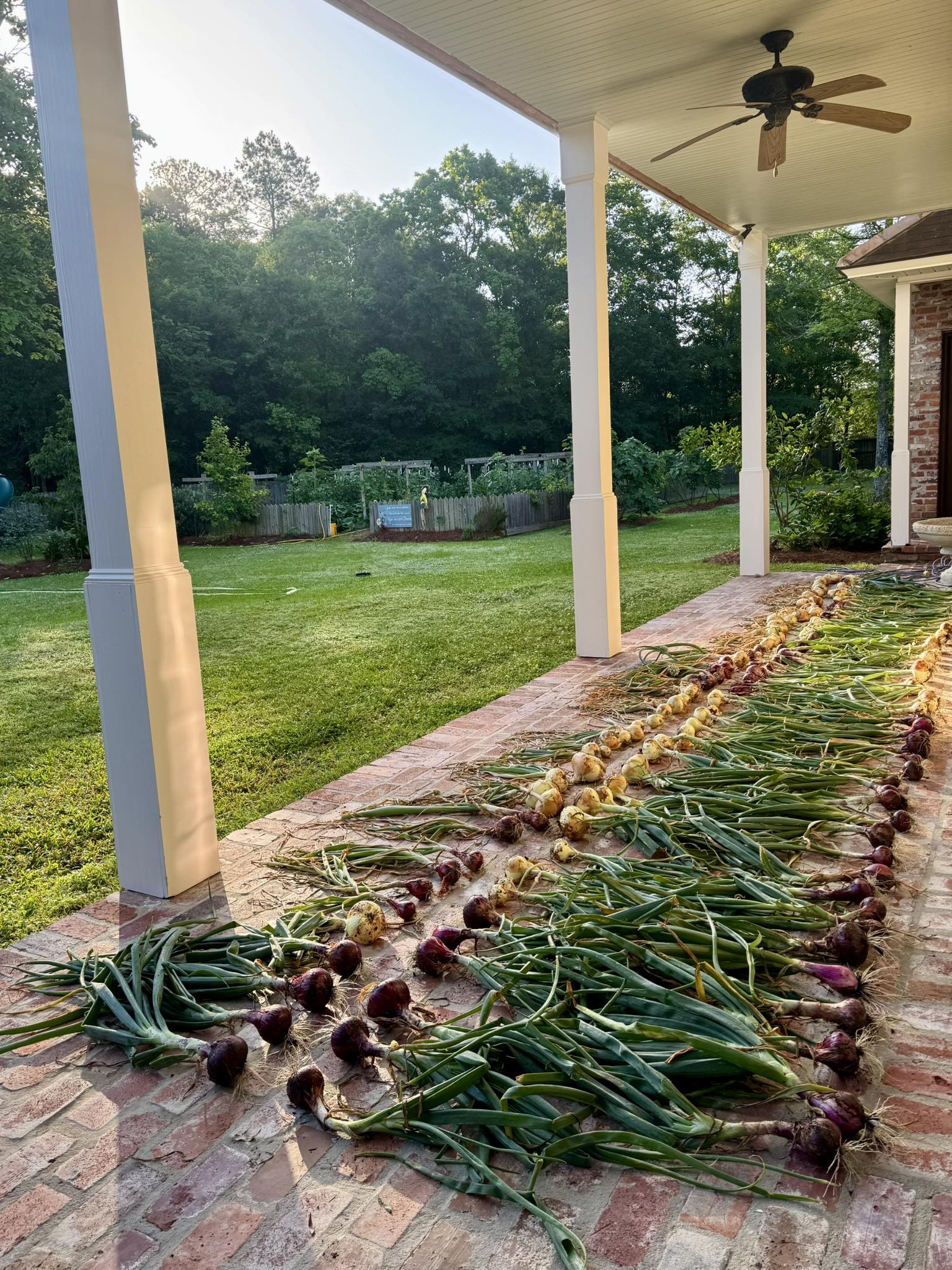 Drying onions on back porch after harvest