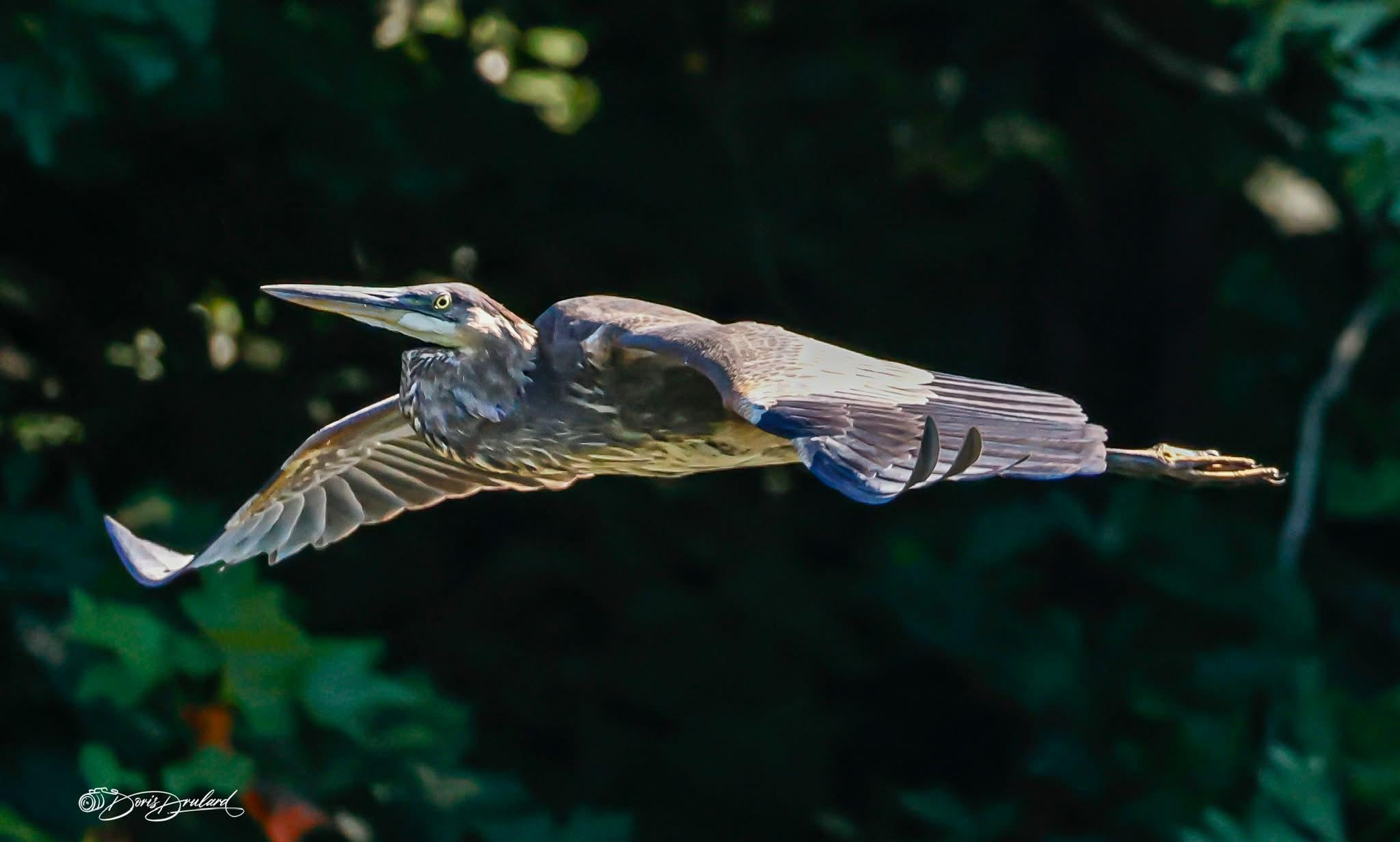 Great Blue Heron spotted flying next to boat in Greenback, Loudon, TN