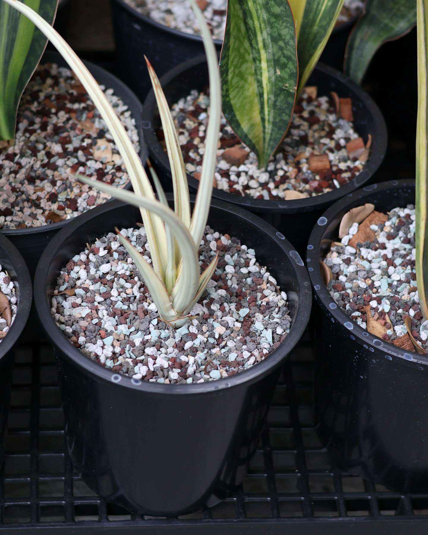 Latest addition! S. caulescens 'Superstar' (v) and S. Bruda white
