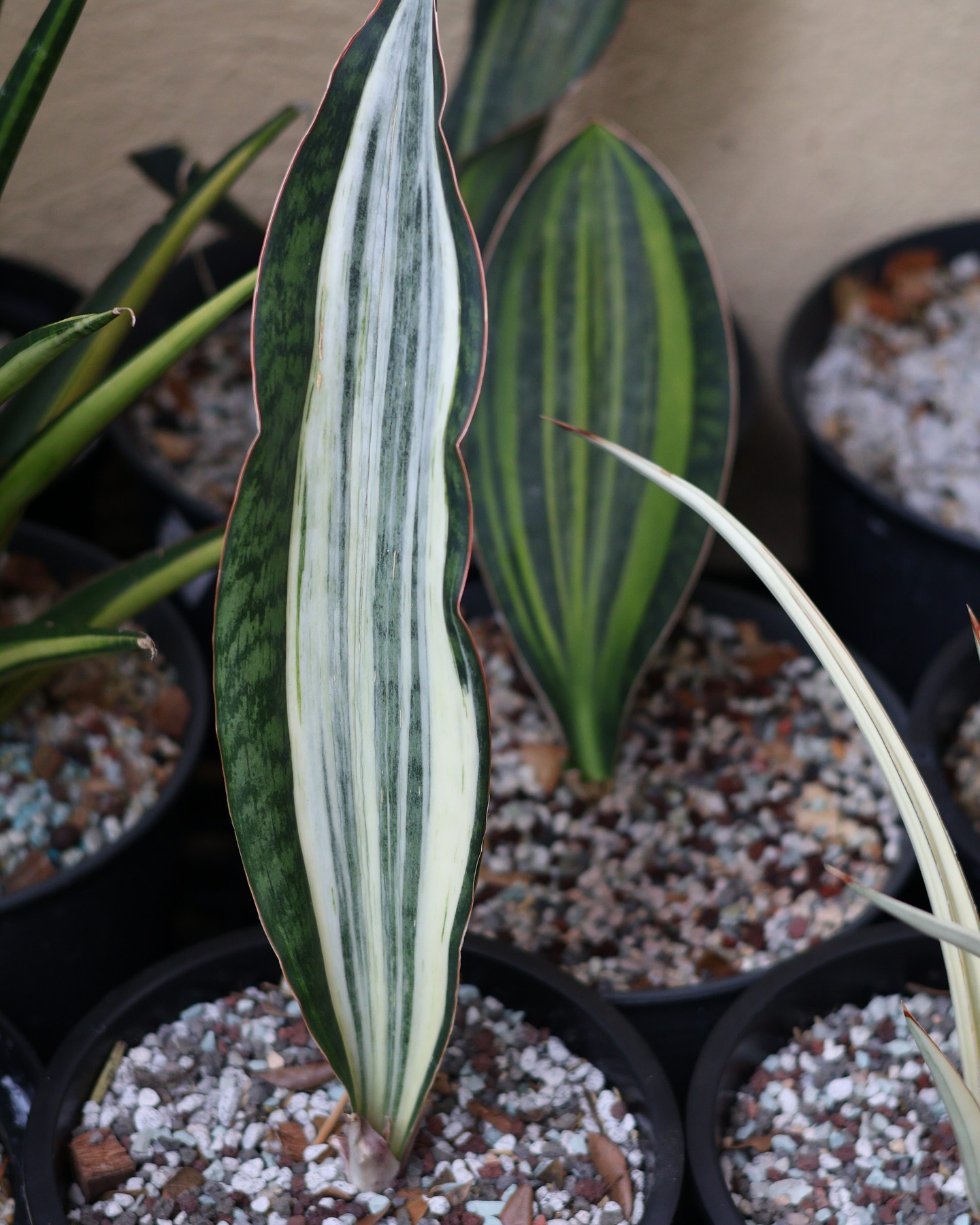 Latest addition! S. caulescens 'Superstar' (v) and S. Bruda white