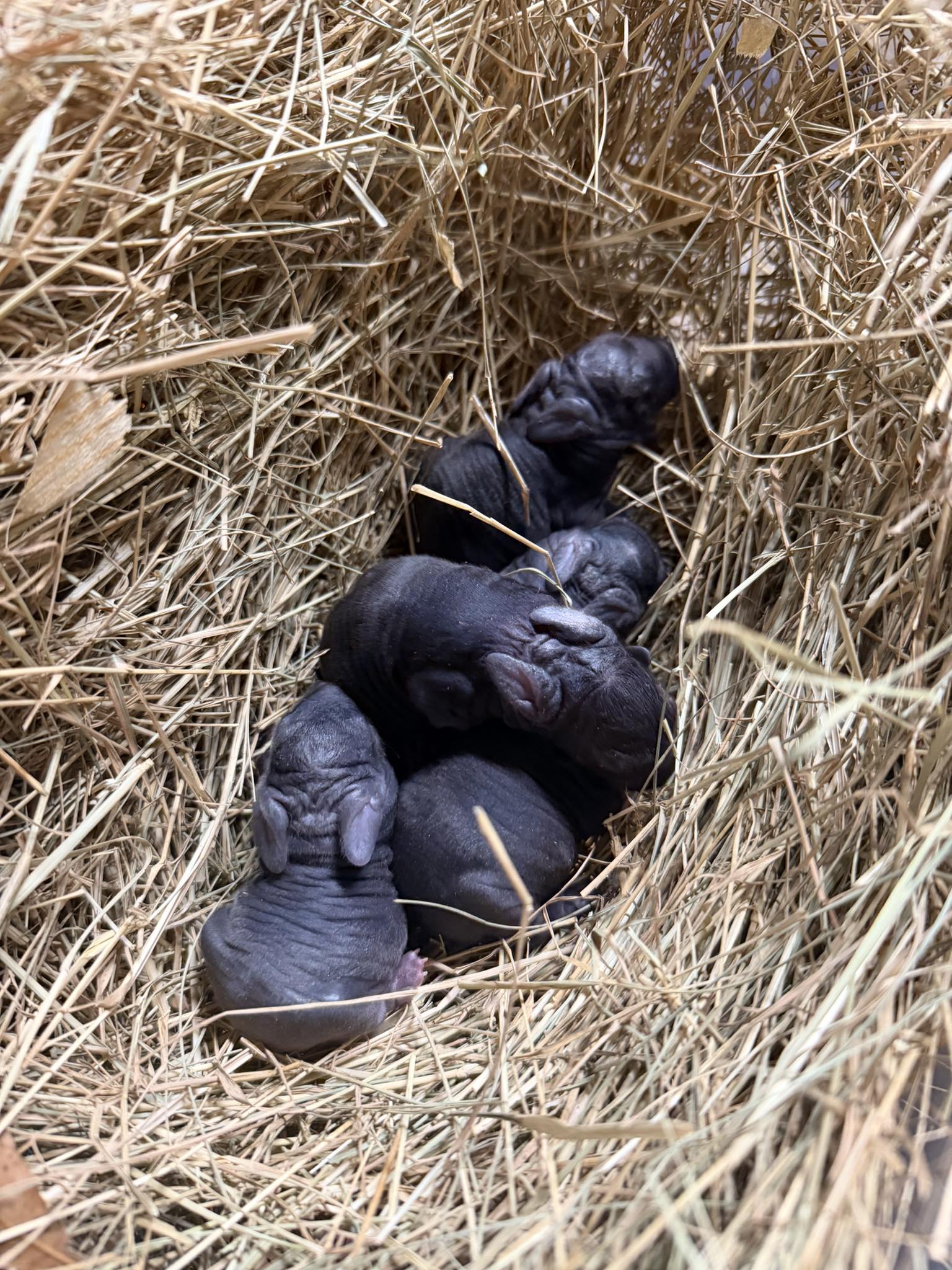 WillMore - FIRST EVER RABBIT LITTER AT WILLMORE FARMS Snow, our New ...