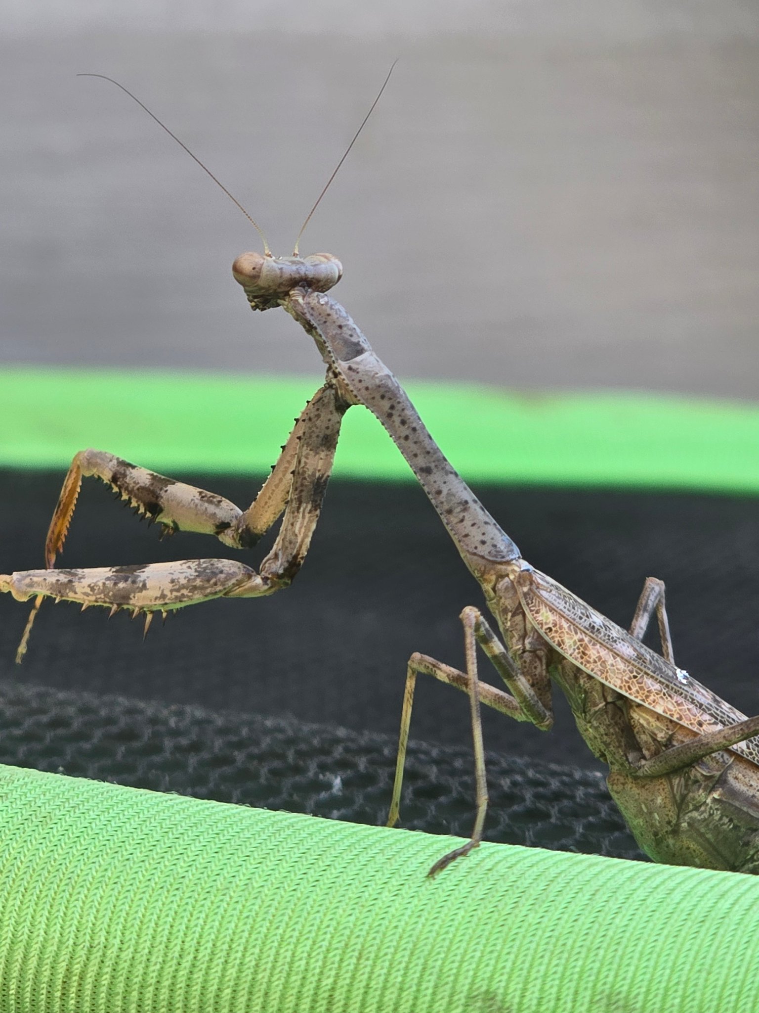 Praying mantis photo from Walbridge, Ohio