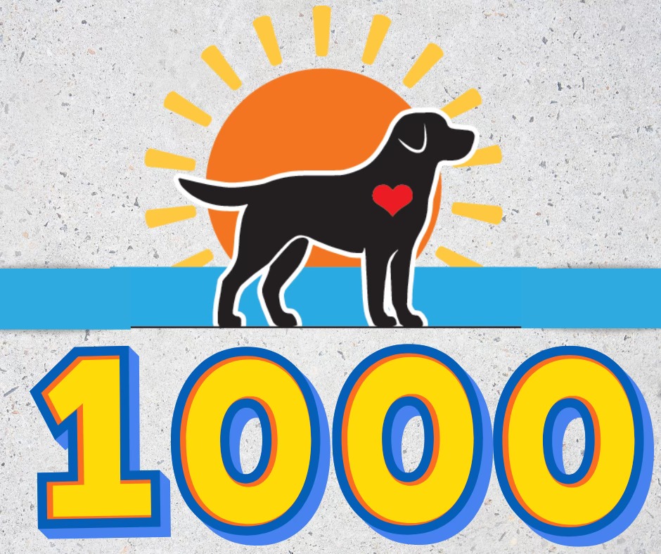 We’ve hit 1,000... - Sunshine State Labrador Rescue | Facebook