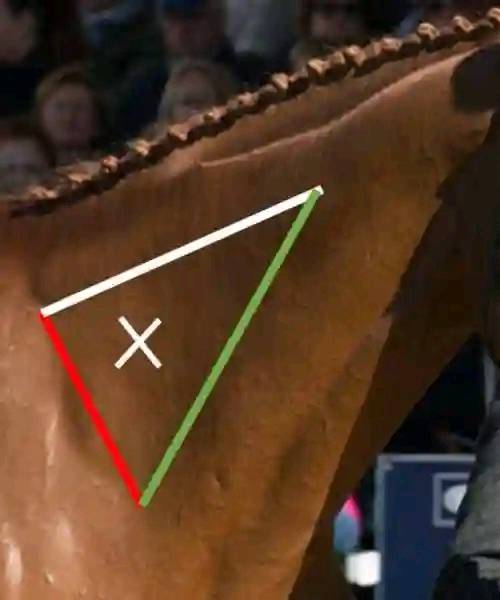 How to administer vitamin B12 injections in horses