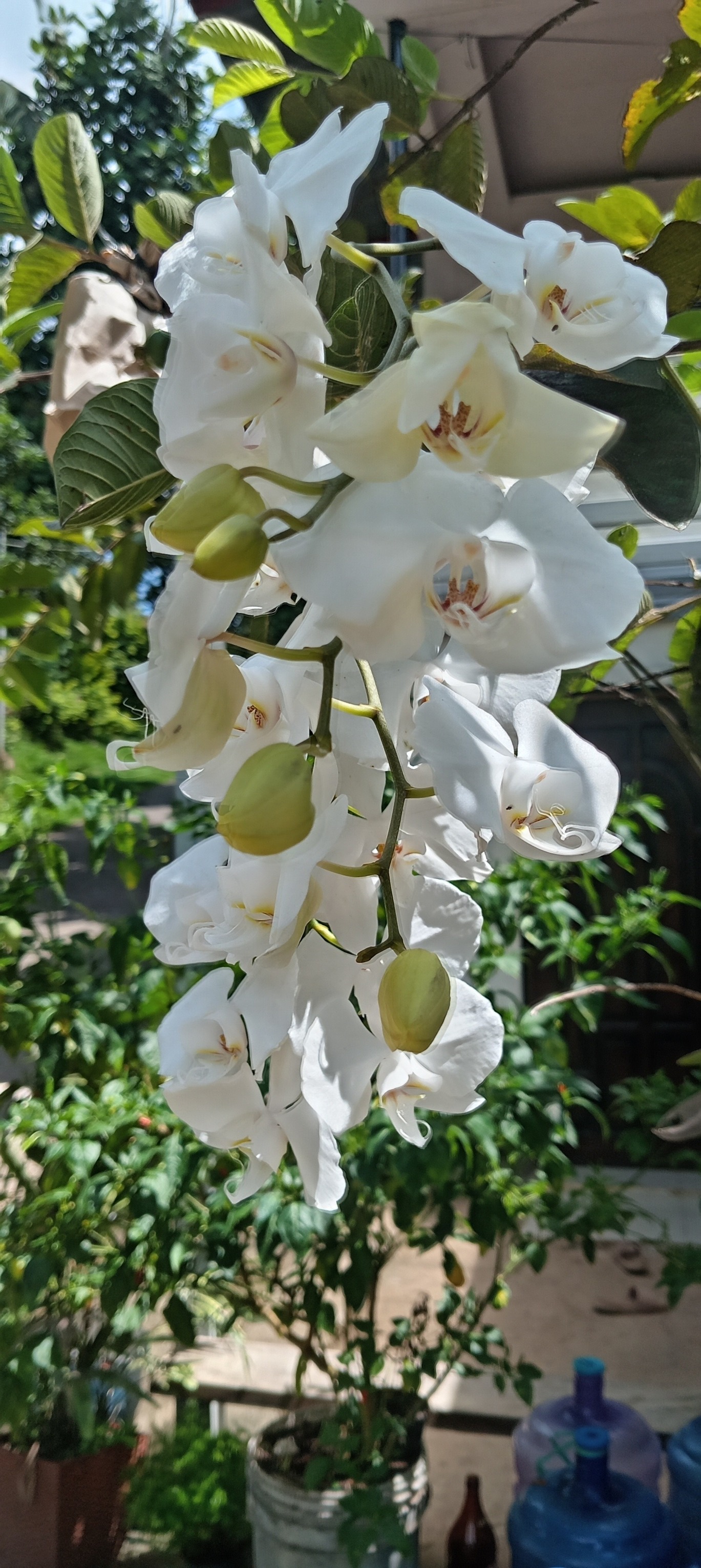 What type of wild orchid is this in North Myanmar?