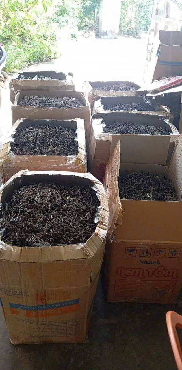 Chuyên sỉ lẻ Say Nhung Rừng tại HCM | Say ninh thuận say tươi nha ...