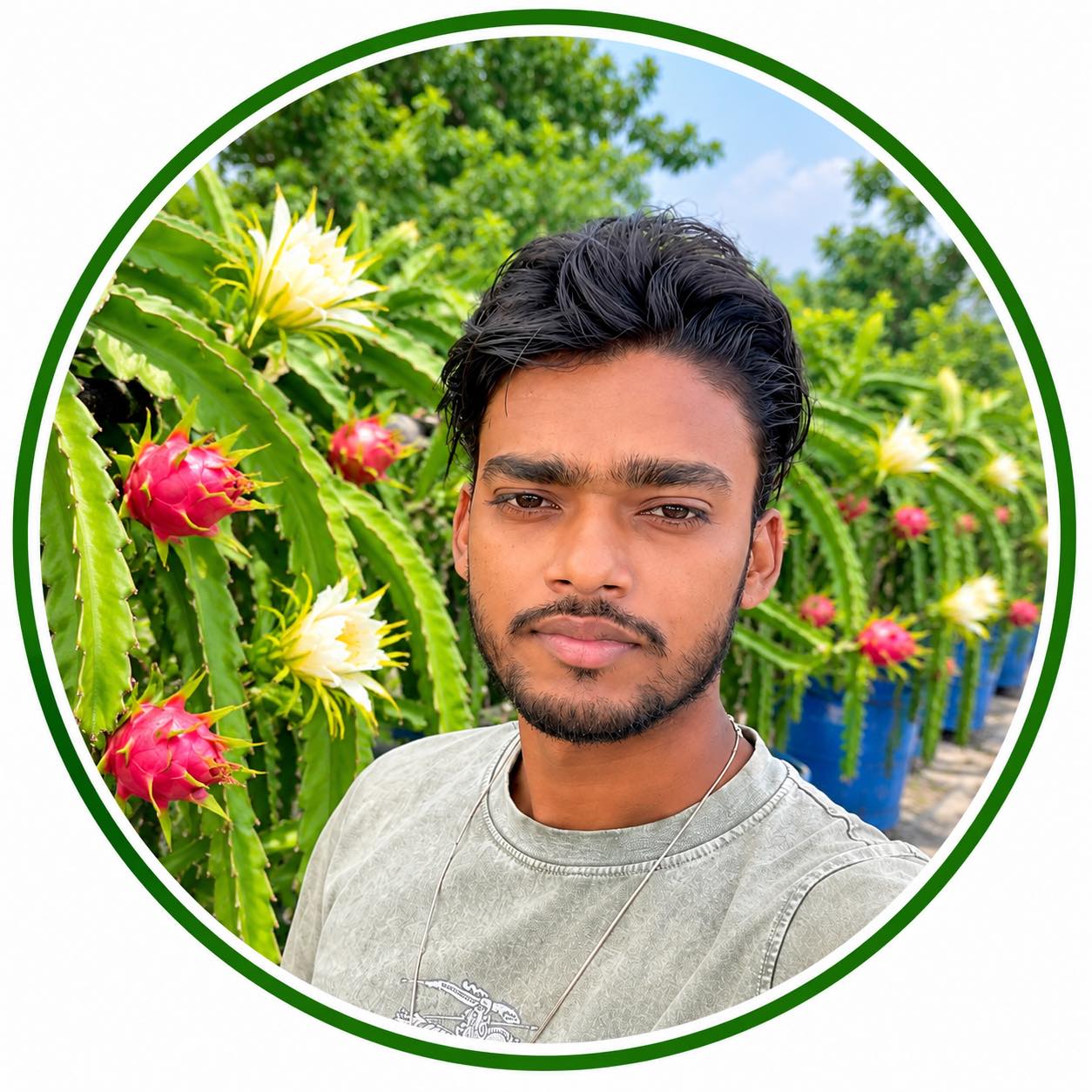 Vietnam, white dragon fruit cutting | raj dragon farm