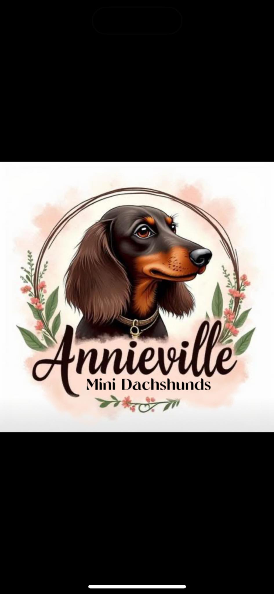 Annieville Mini Dachshunds