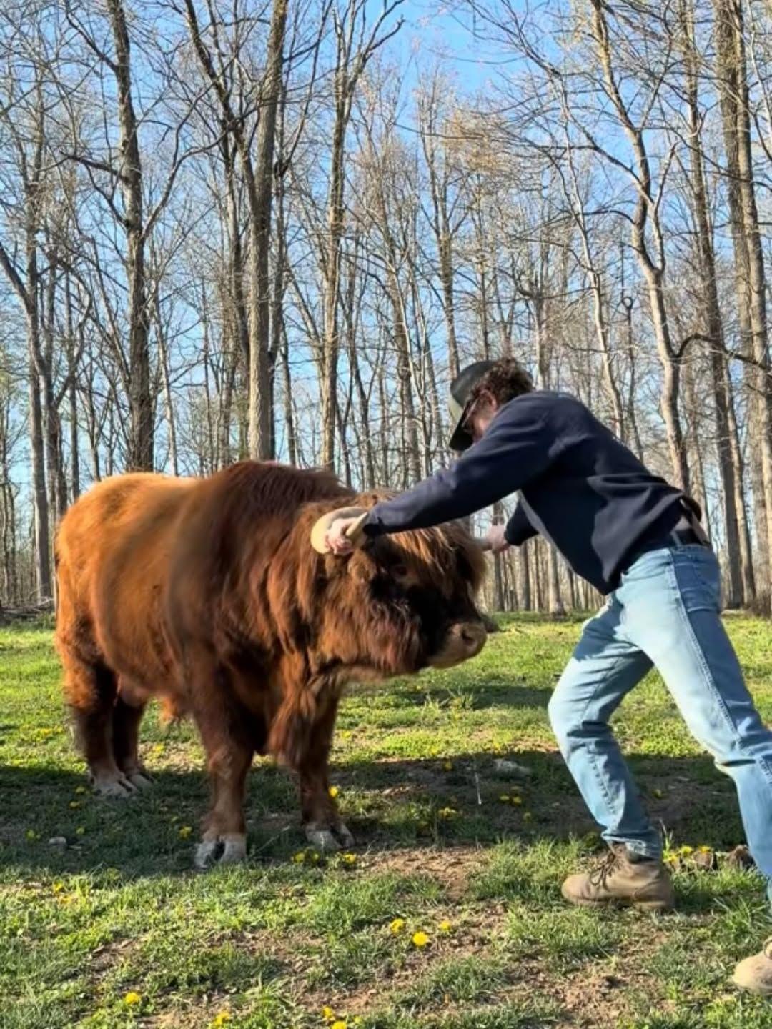 Seems like most of my cow... - Hawfields Cattle Company | Facebook