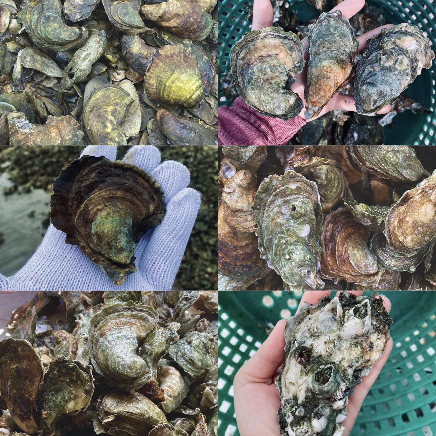 Bird Island Oyster Co