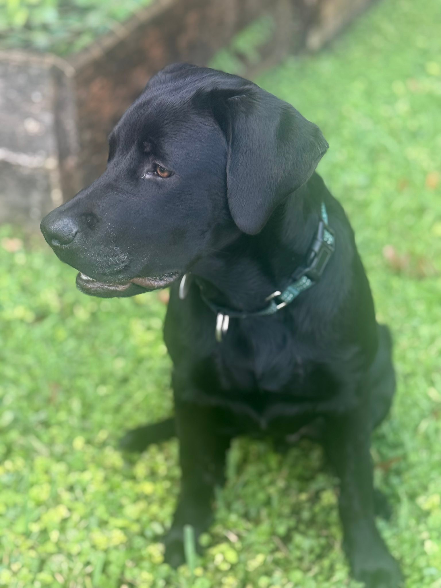 MEET BEAR aka Bear Bear... - Sunshine State Labrador Rescue | Facebook