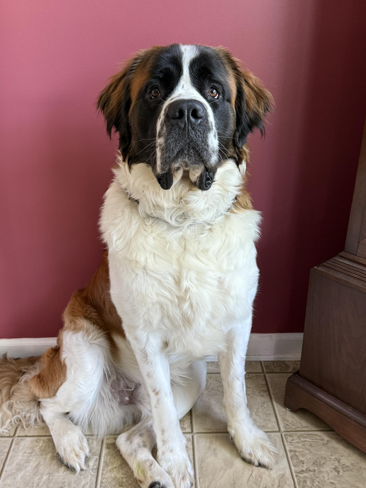 Saint Bernard named Donner lost by unlicensed kennel in Moravian