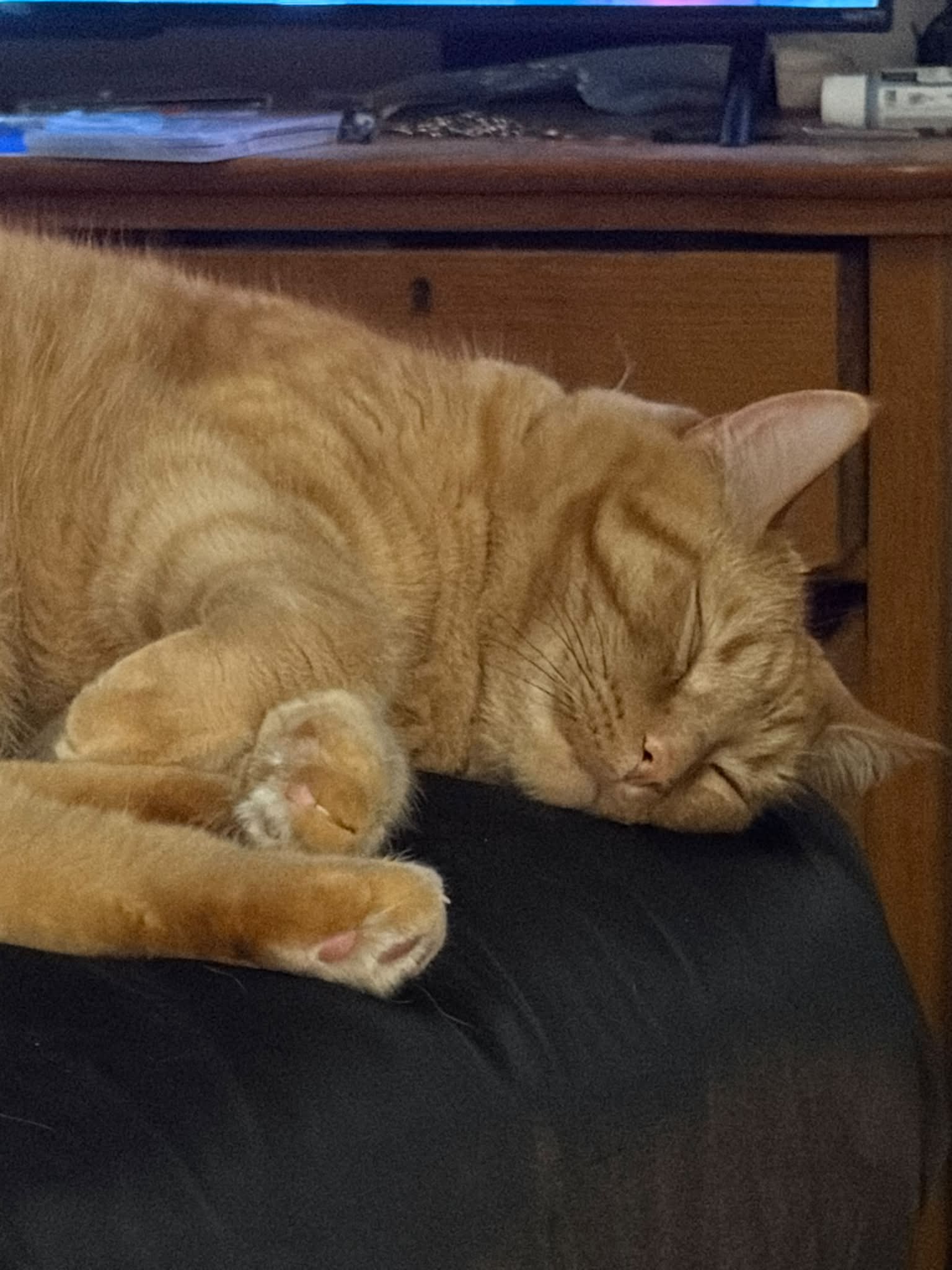 Jamie Lynn　「Sleeping Cat」　157 Him sleep.