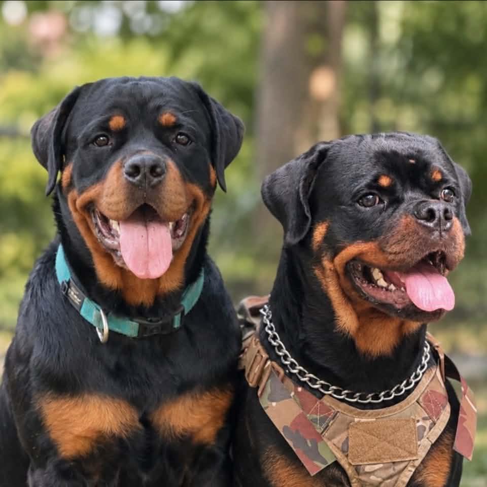 Just putting my ball somewhere safe… very safe. 😎🎾 #Rottweiler #dog # ...