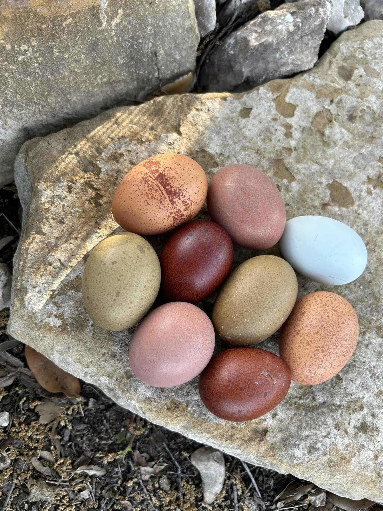 Dark Eggers Club | Let’s talk about hatching black copper marans | Facebook