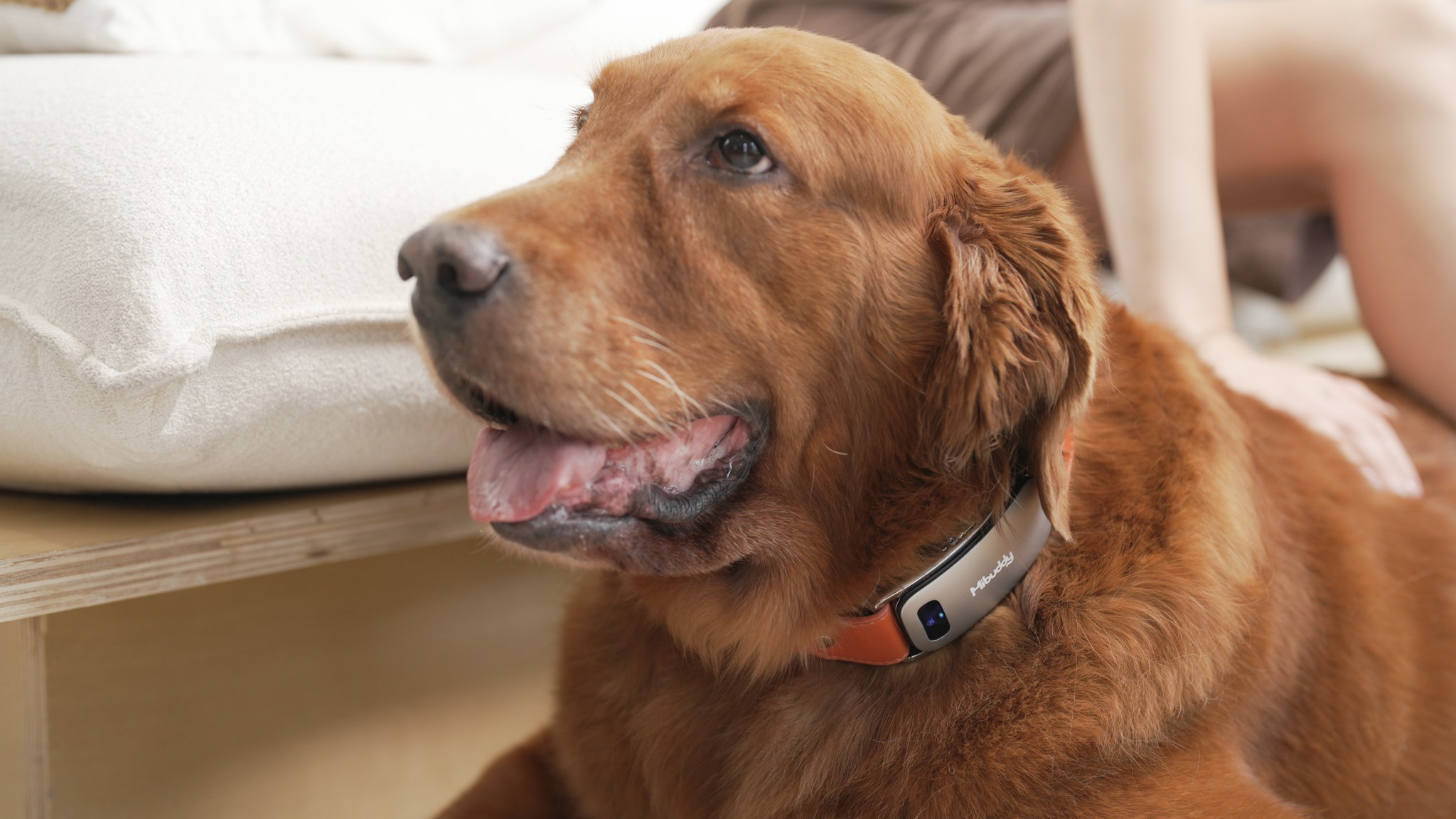 Mibuddy AI-powered Dog Translation Collar Global Launch VIP Group ...