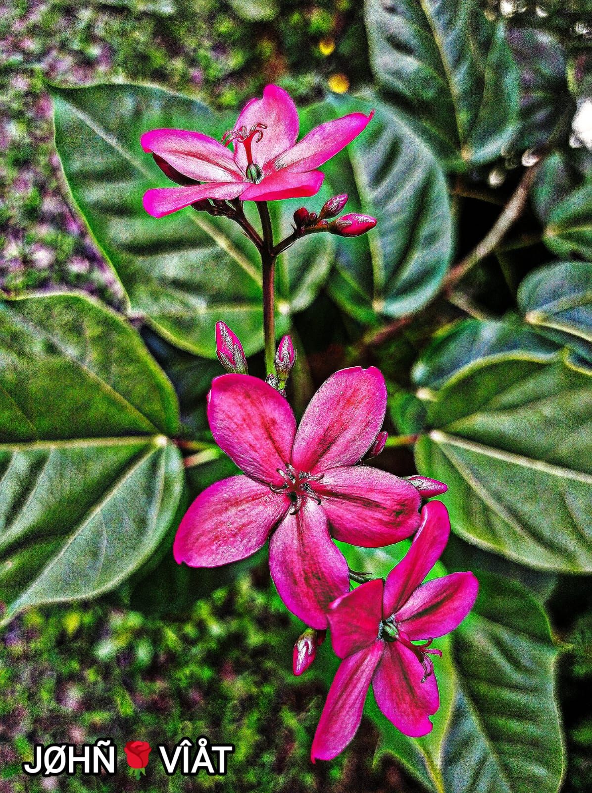 Where can I get this called #Jatropha
