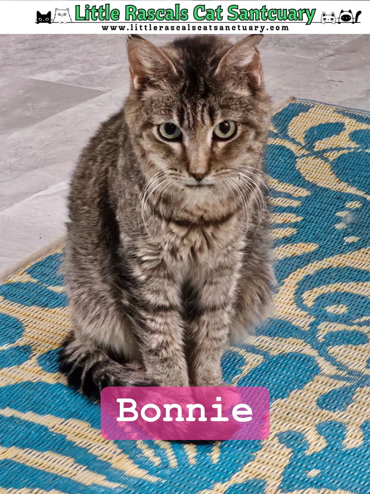 Little - 🌟 Meet the paw-some faces of Little Rascals Cat Sanctuary, Inc ...