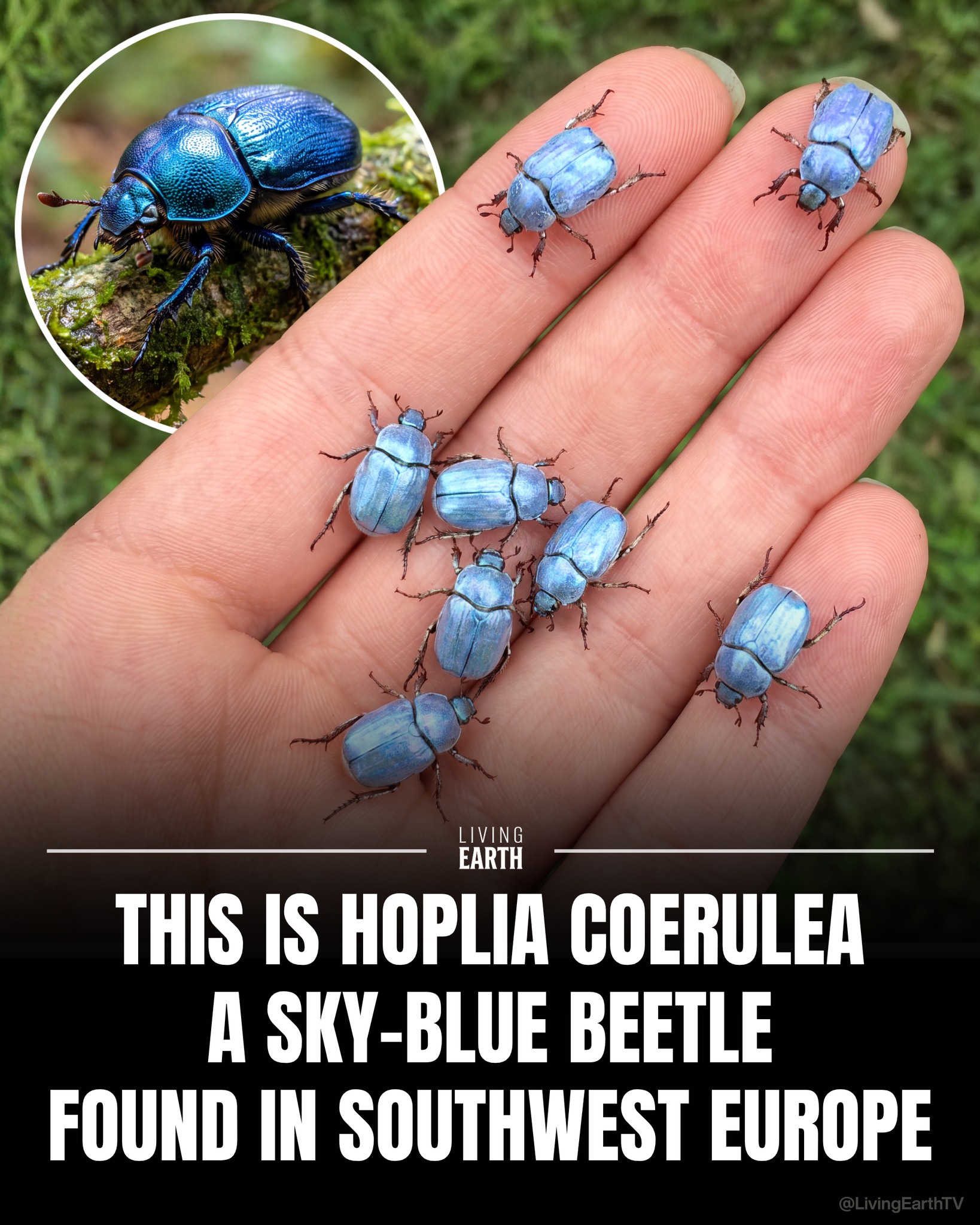 What are the characteristics of the Hoplia communis beetle?