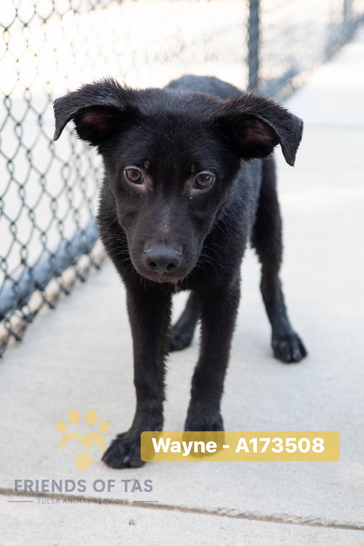 Friends - Update: ADOPTED 🥳🥳🥳 A173508 Located At: City of Tulsa Animal ...