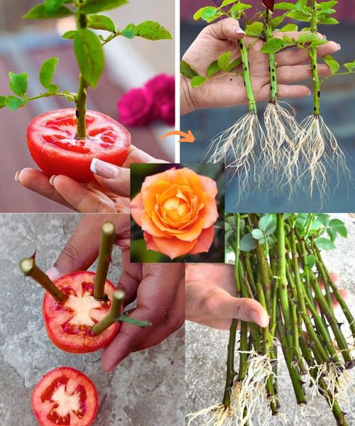 Delicious Family Recipes | Propagating Roses with Tomato Slices | Facebook
