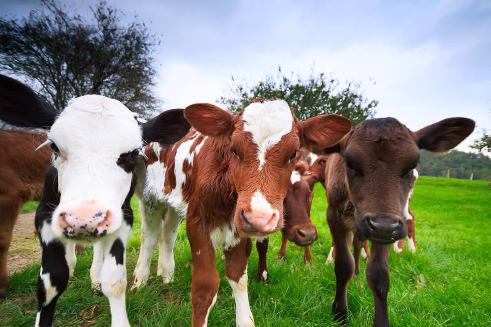 Cow Lovers & Owners Family | Facebook