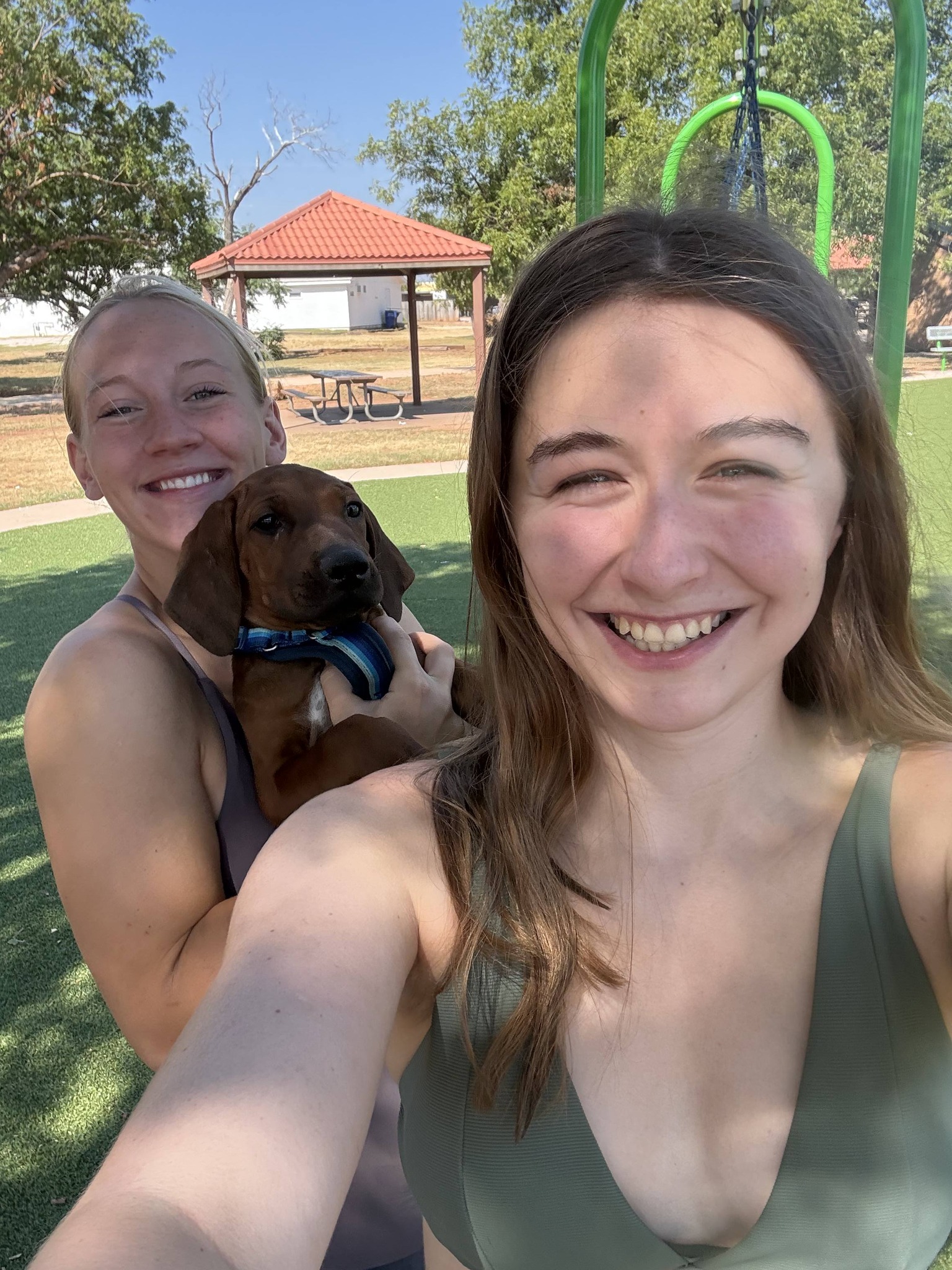 Rhodesian Ridgeback dog named Mud seeks forever home