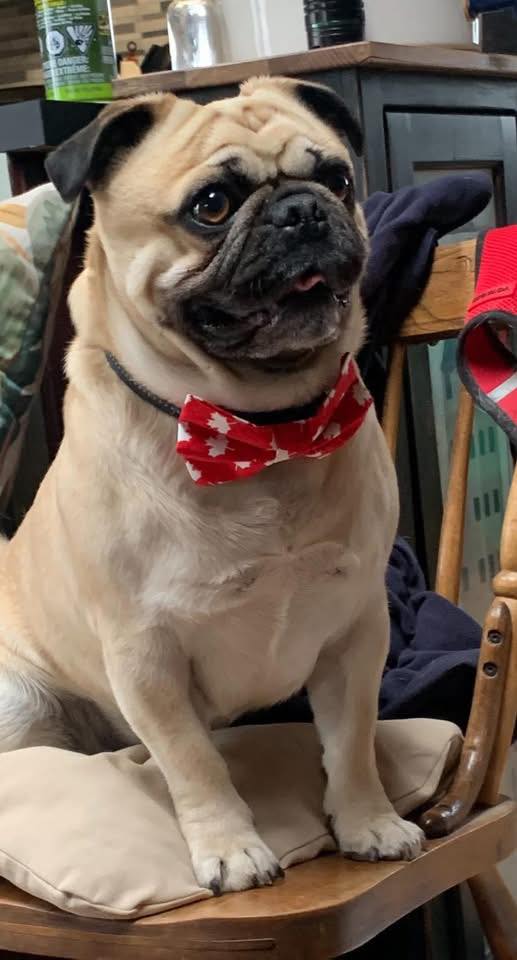 Walter the pug