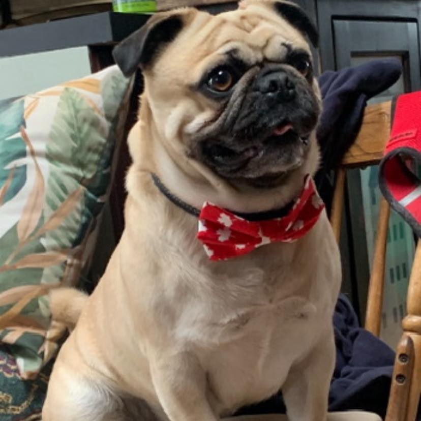 Walter the pug