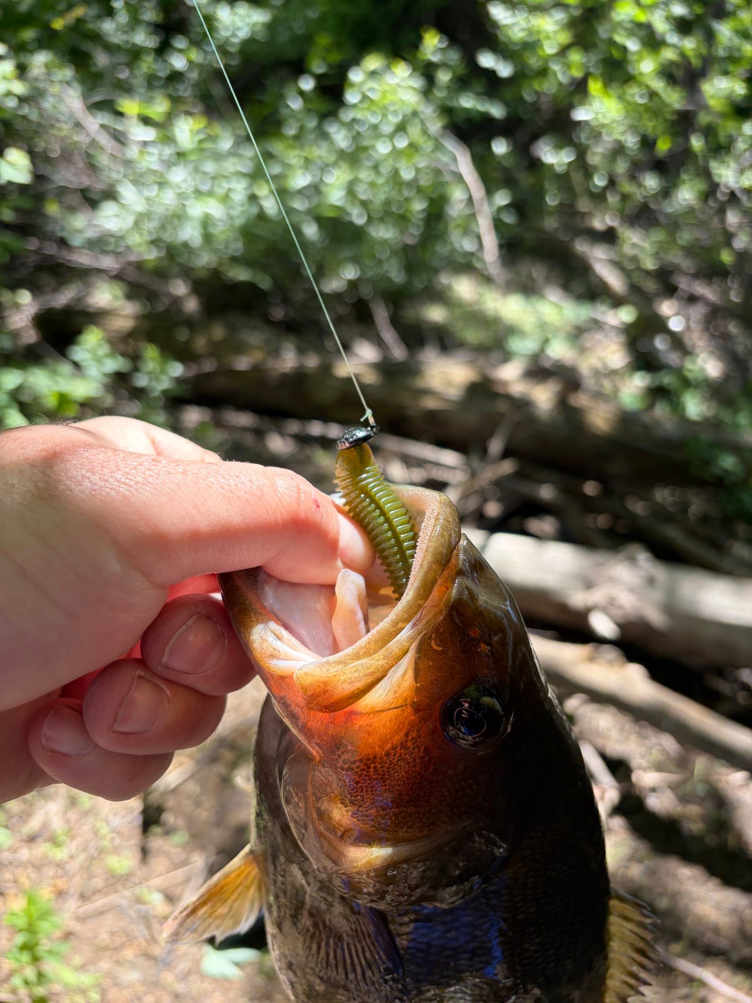 best st croix rod for smallmouth St. Victory Spinning St Croix Mojo Bass Fly Rods are extremely fun to fish St. Croix Bass X Casting
