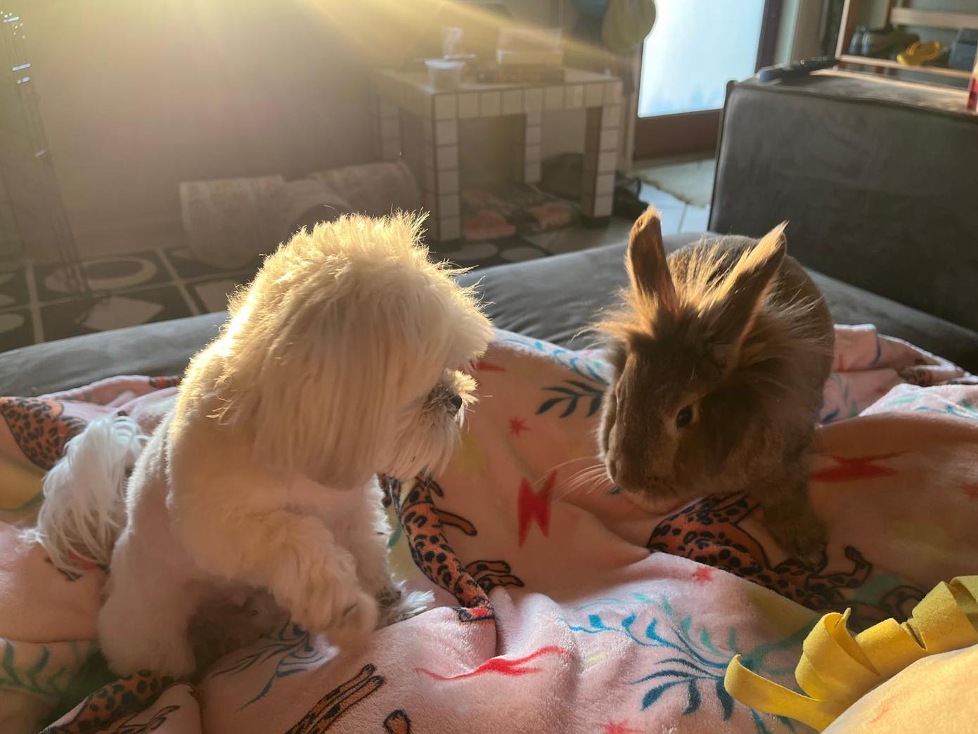 Southeast FL Rabbit Rescue | Miami FL