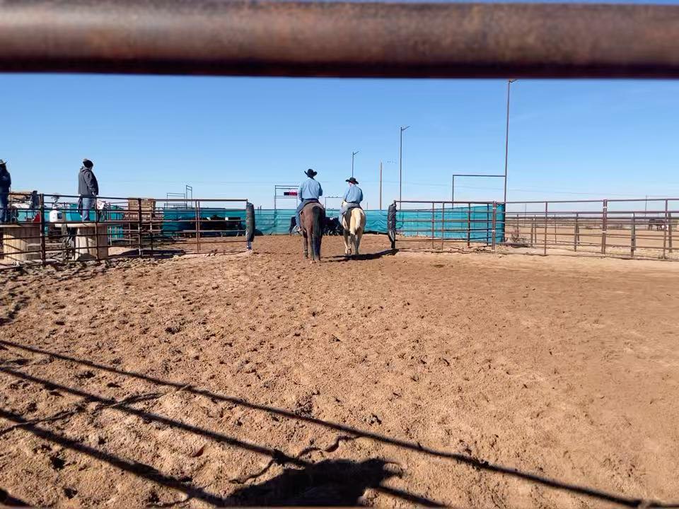 BK Ranch Sorting