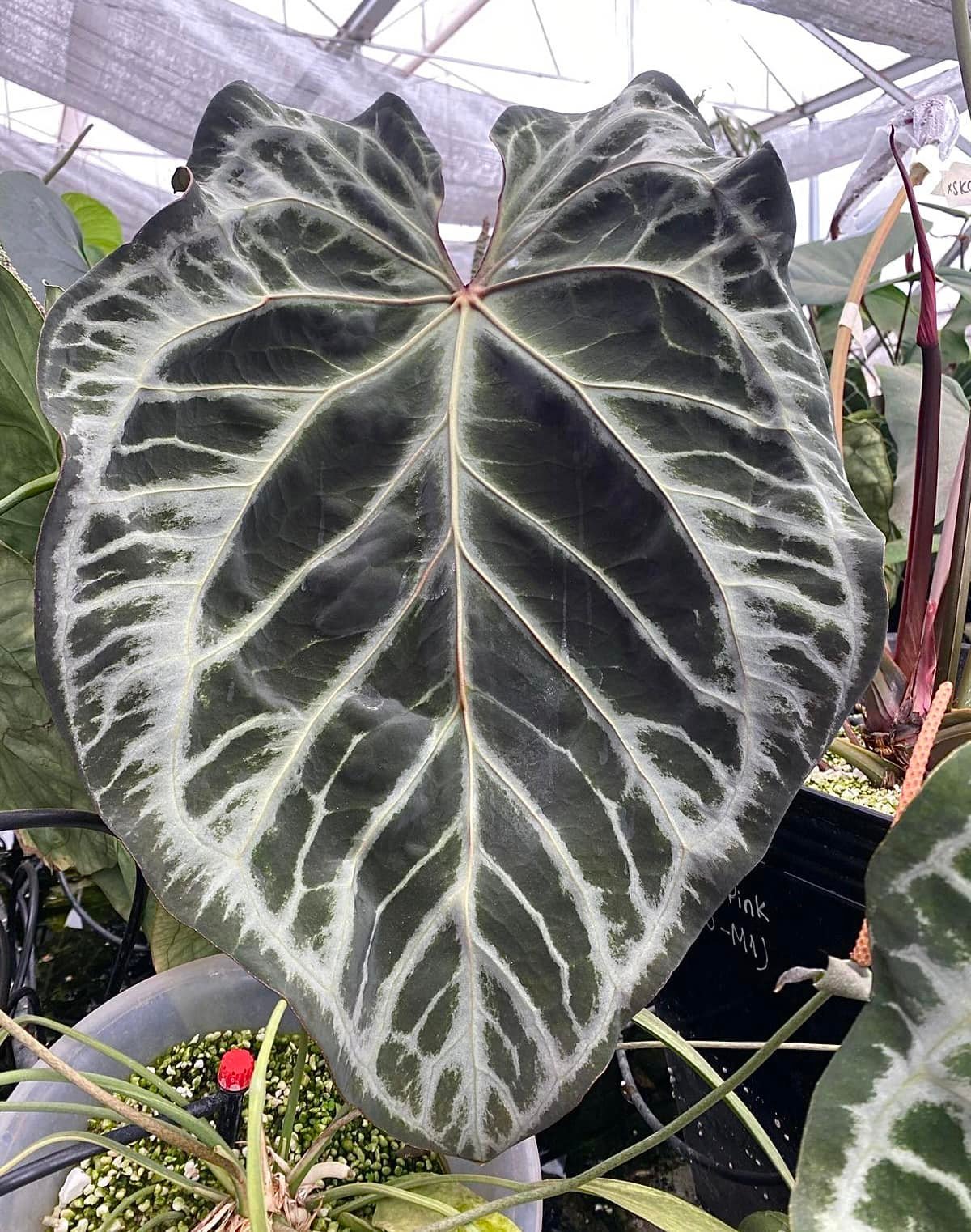 Anthurium 'Pink Lemonade' has been accepted into the Aroid