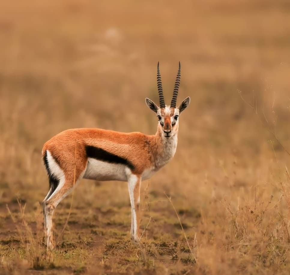 African Gazelle, Oil on board