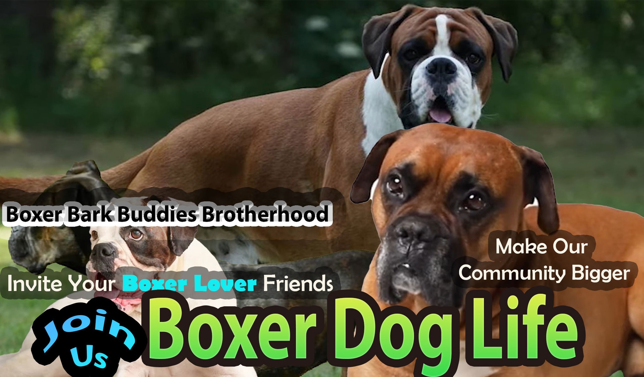 Boxer Dog Life | Facebook
