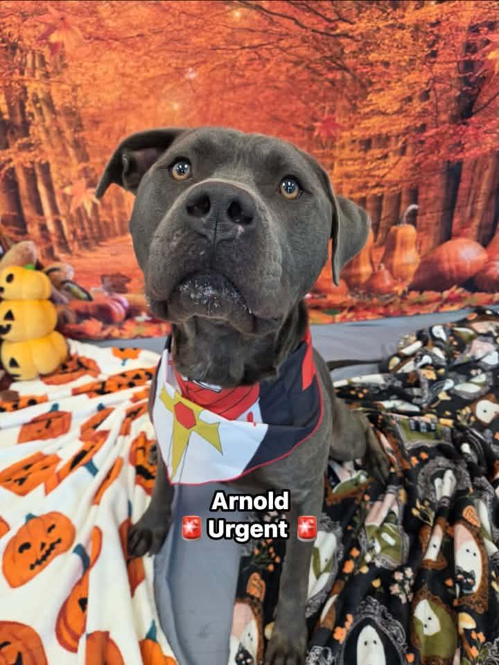 Adopted 🚨Deadline 10/12/26: Available for Rescue, IACS Foster, and ...