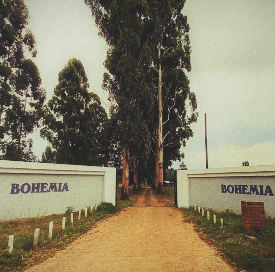Bohemia | Rynfield