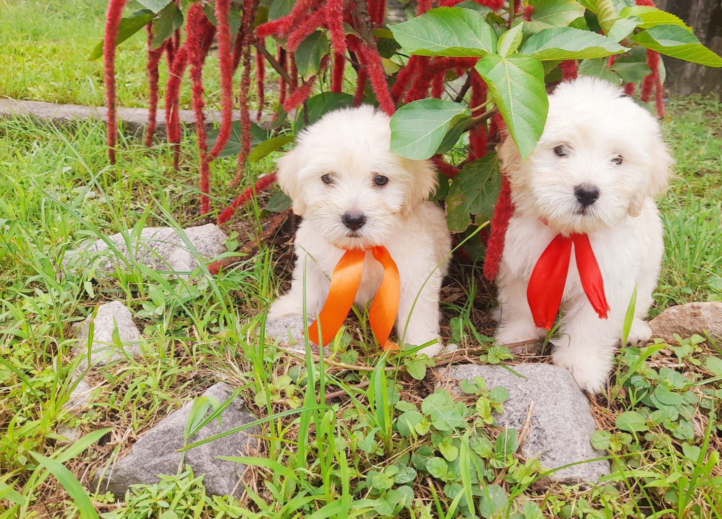 Spring Creek Kennel &... - Spring Creek Kennel & Cattery