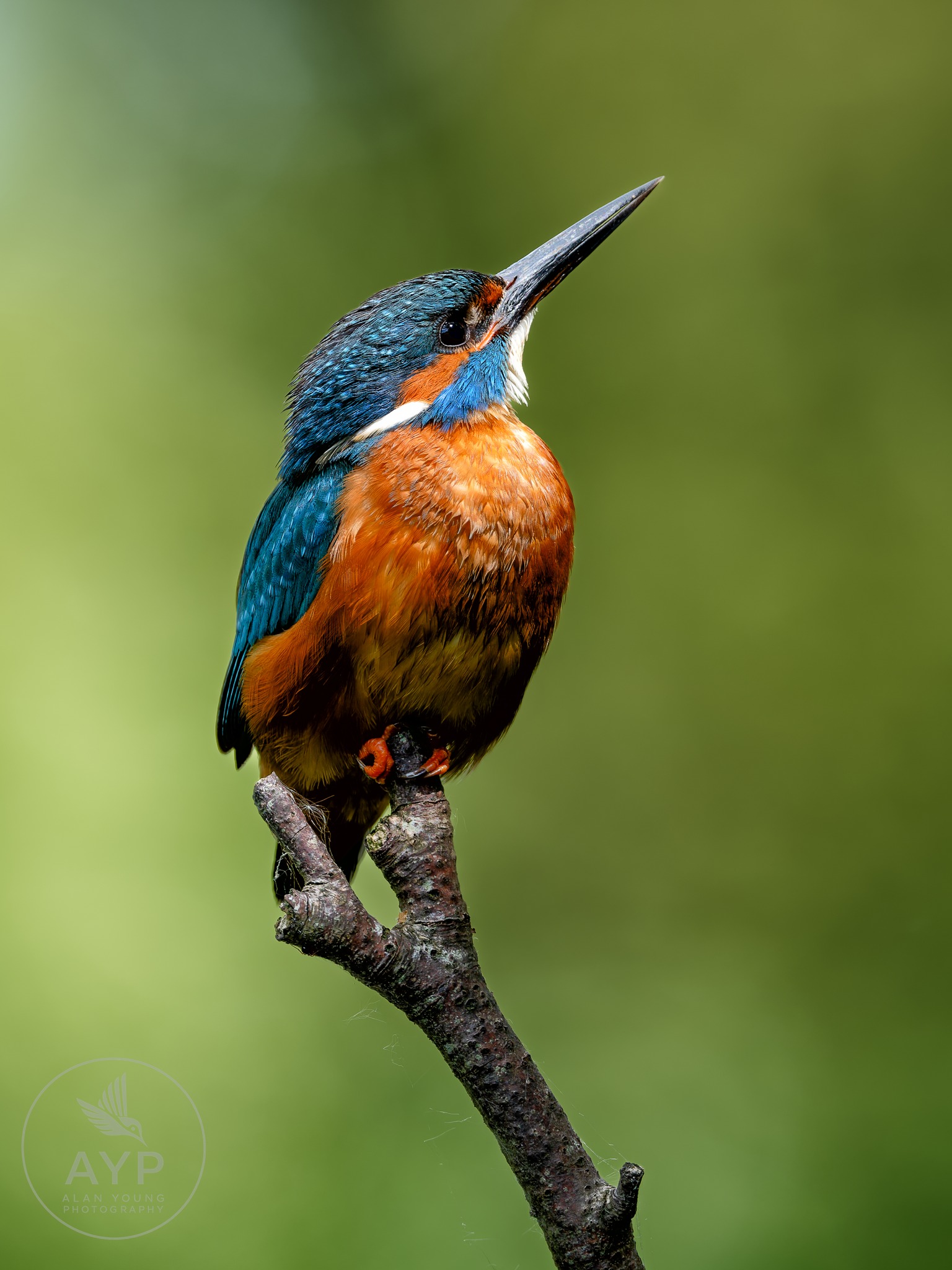 Kingfisher photo taken with Nikon Z8