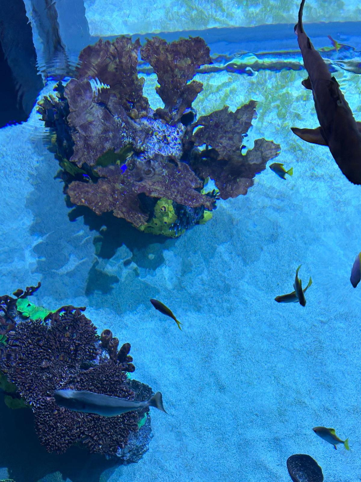 ReefLoco - My Rasta zoanthids have been growing like crazy lately ...