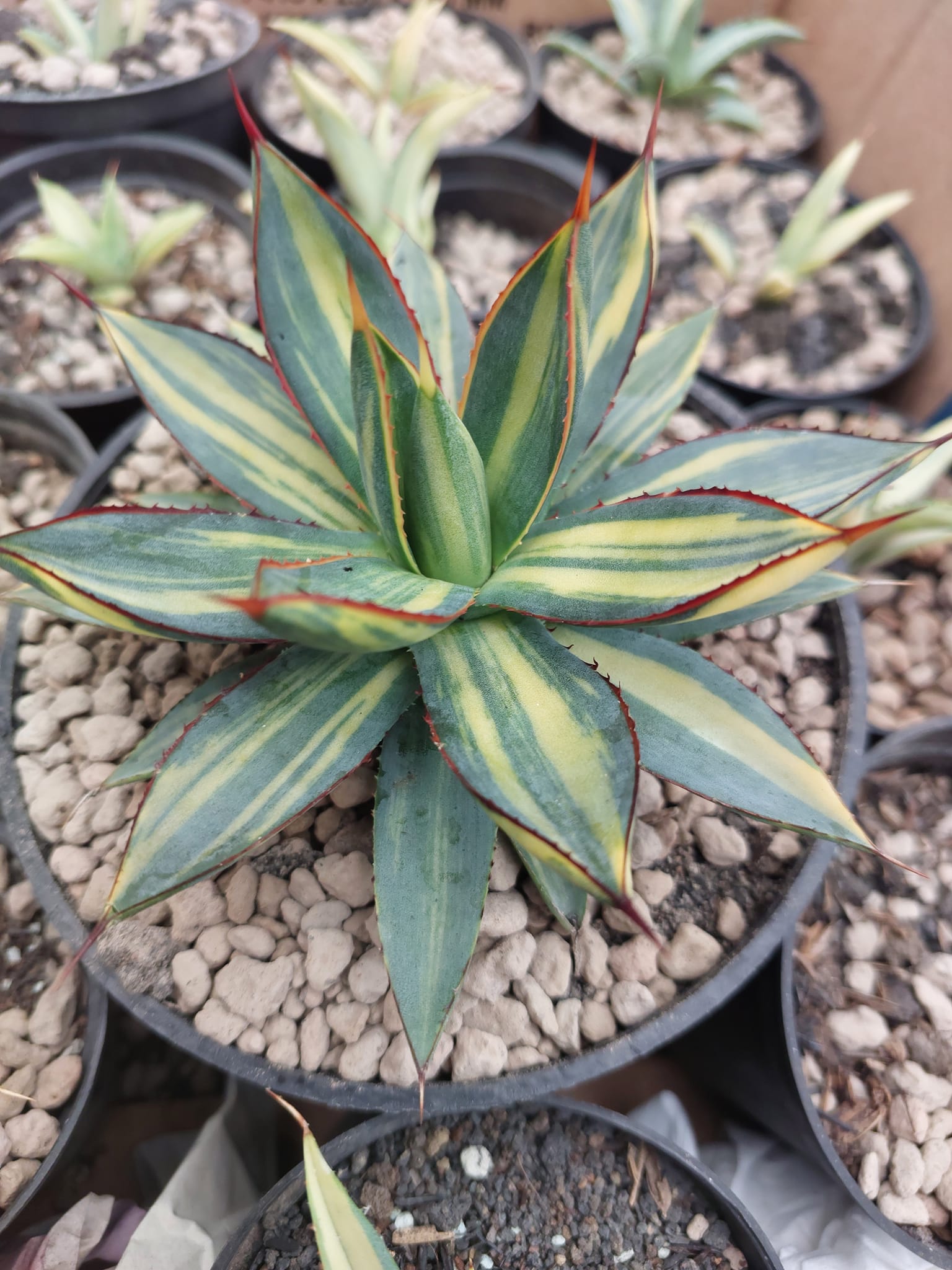 Agave 'Burnt Burgundy' variegated