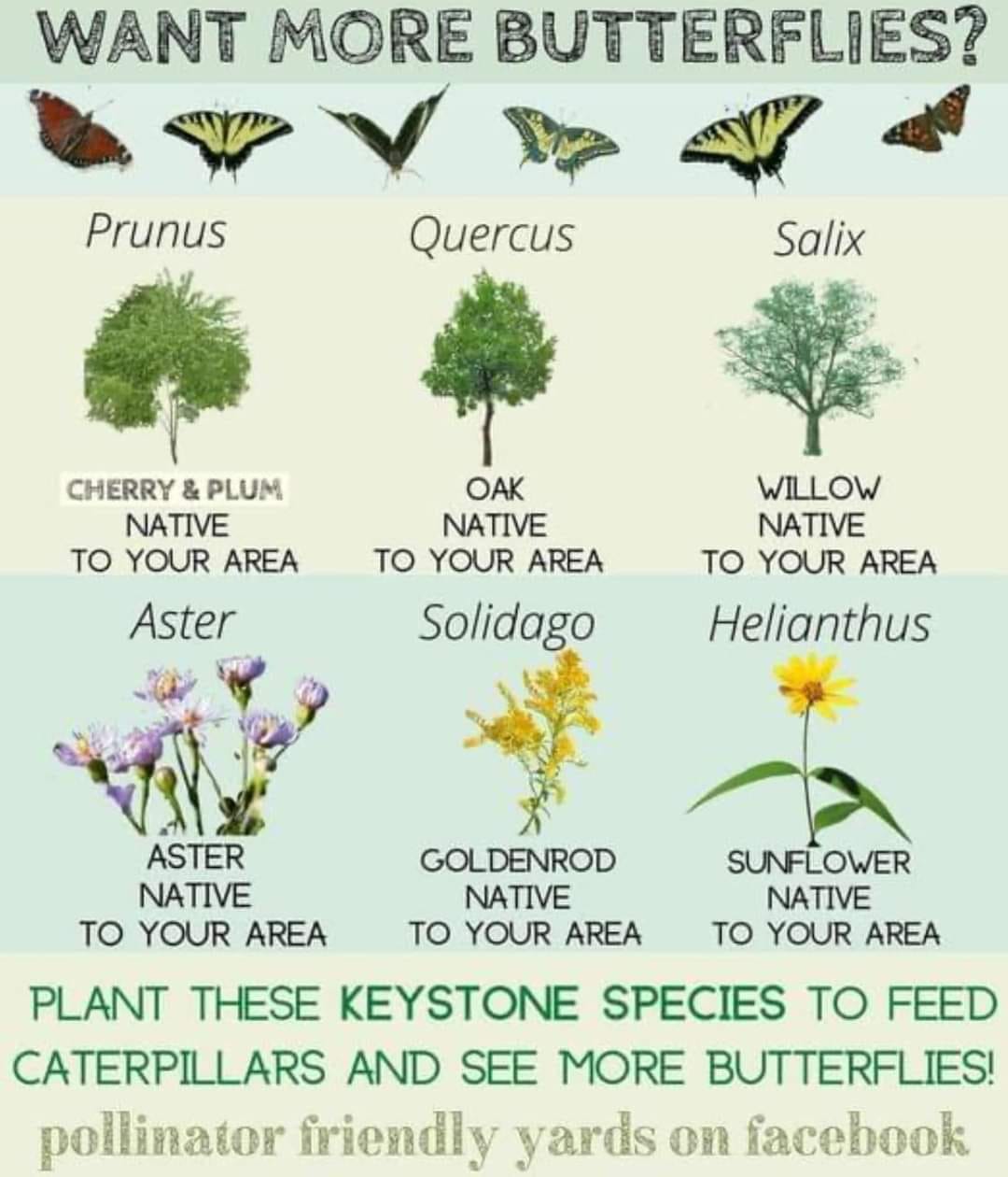 Plant Native - ️Plant Keystone Native Plants that help...