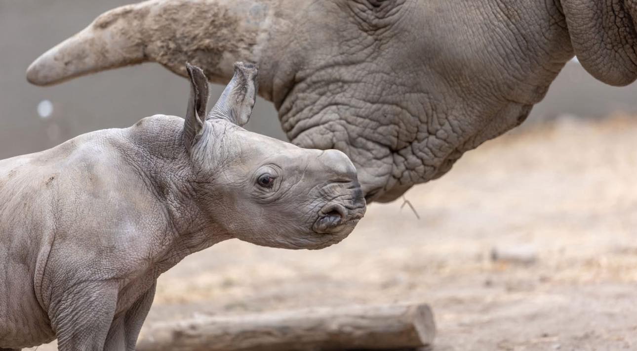 California Wildlife Refuge Names White Rhino Calf After Ozzy Osbourne