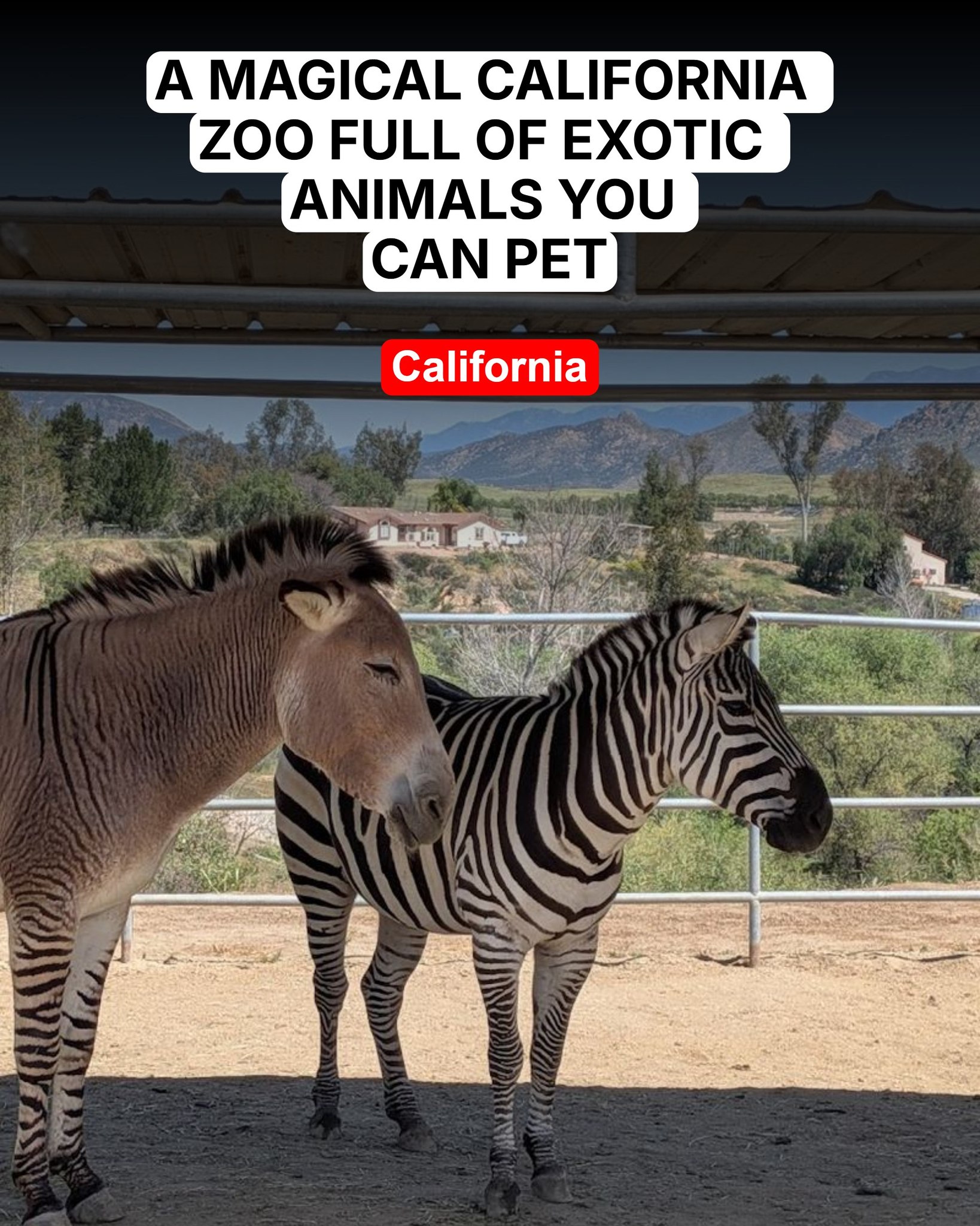 This overlooked Calif. zoo is filled with living rarities READ