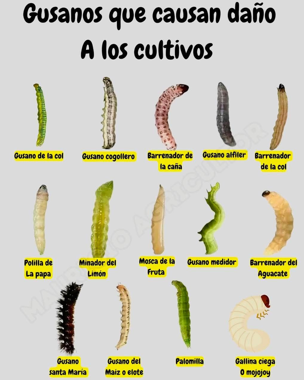 Nuestro Agente nos hablara el día de... - Servicio AgroRural | Facebook