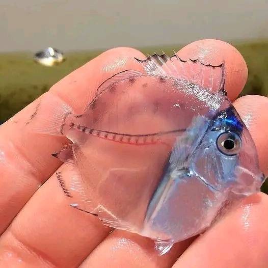 Transparent fish! A translucent blue tang 🐟