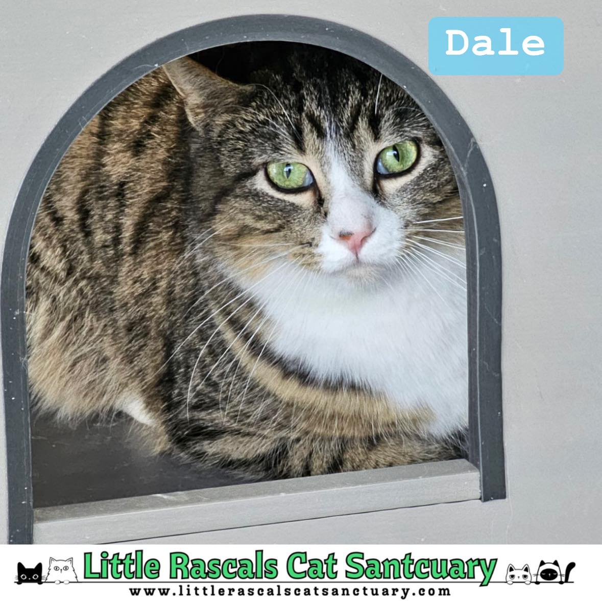 Little - 🌟 Meet the paw-some faces of Little Rascals Cat Sanctuary, Inc ...