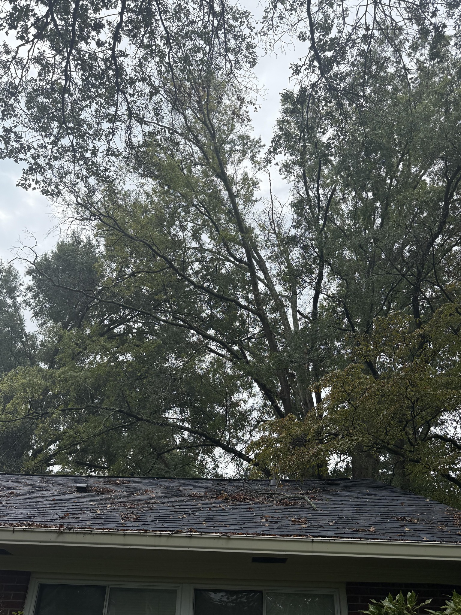 Trinity - Trees causing drama on your property? We're the professionals ...