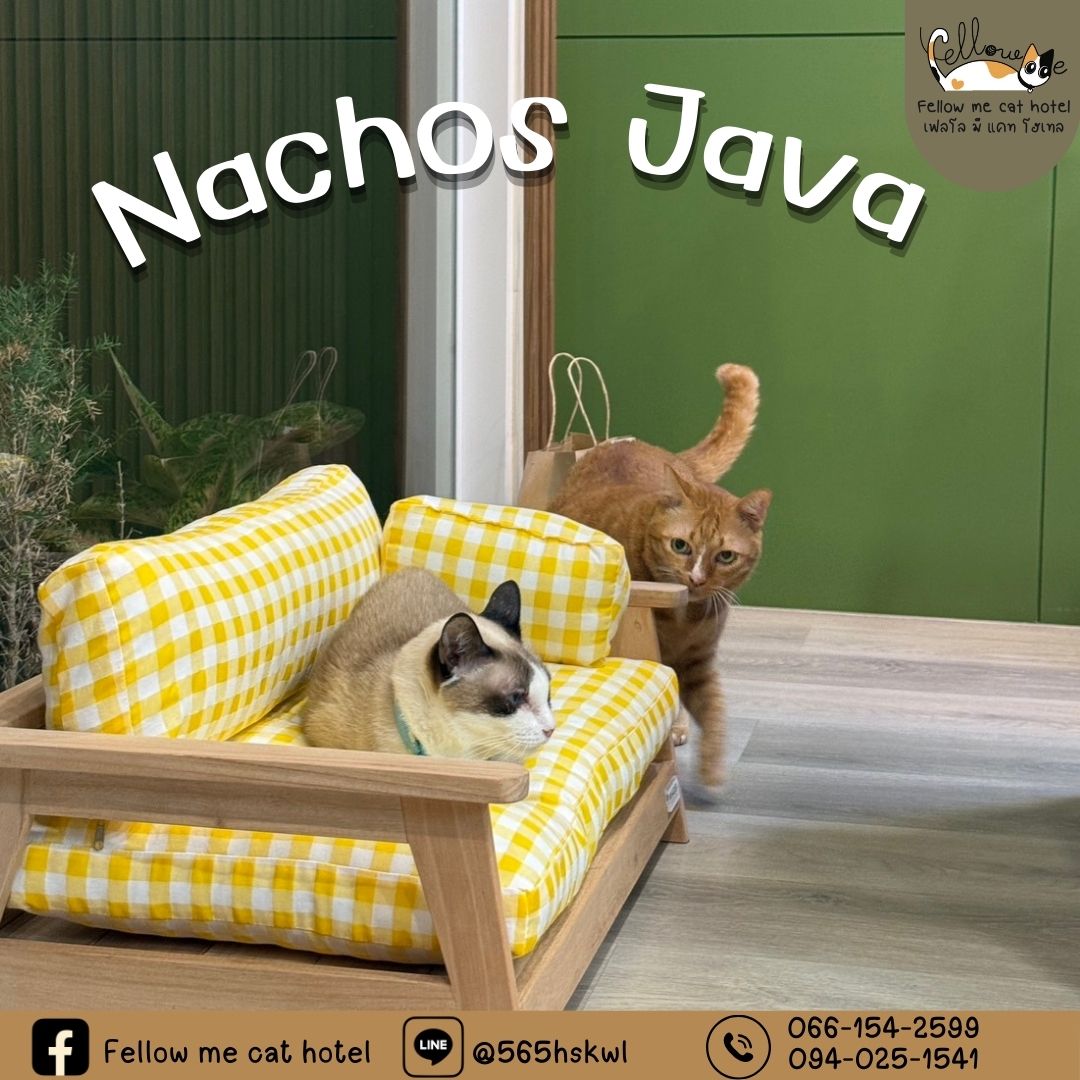 🐱น้อง Nachos และ Java... - Fellow me cat hotel | Facebook